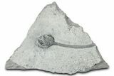 Fossil Crinoid (Onychocrinus) - Crawfordsville, Indiana #326408-1